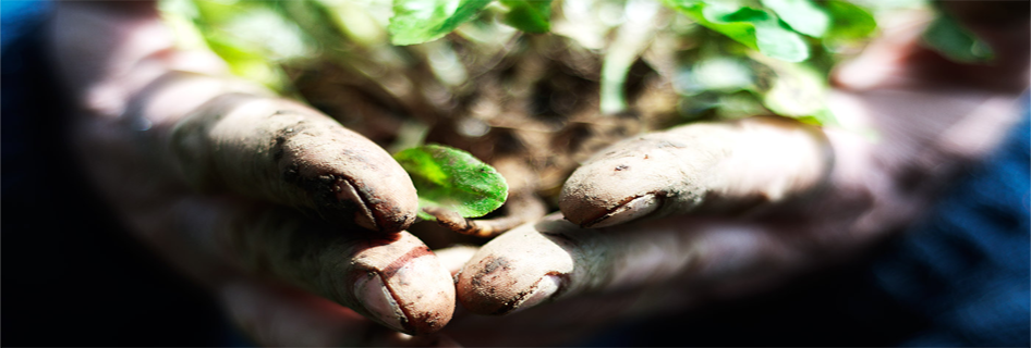 BannerWebsite